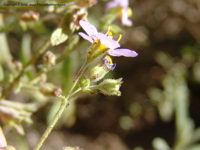 Sutera patriotica--So.Africa. E. Cape. Joubert's Pass, SE of Lady Gray. 9 Mch 05. 143.jpg