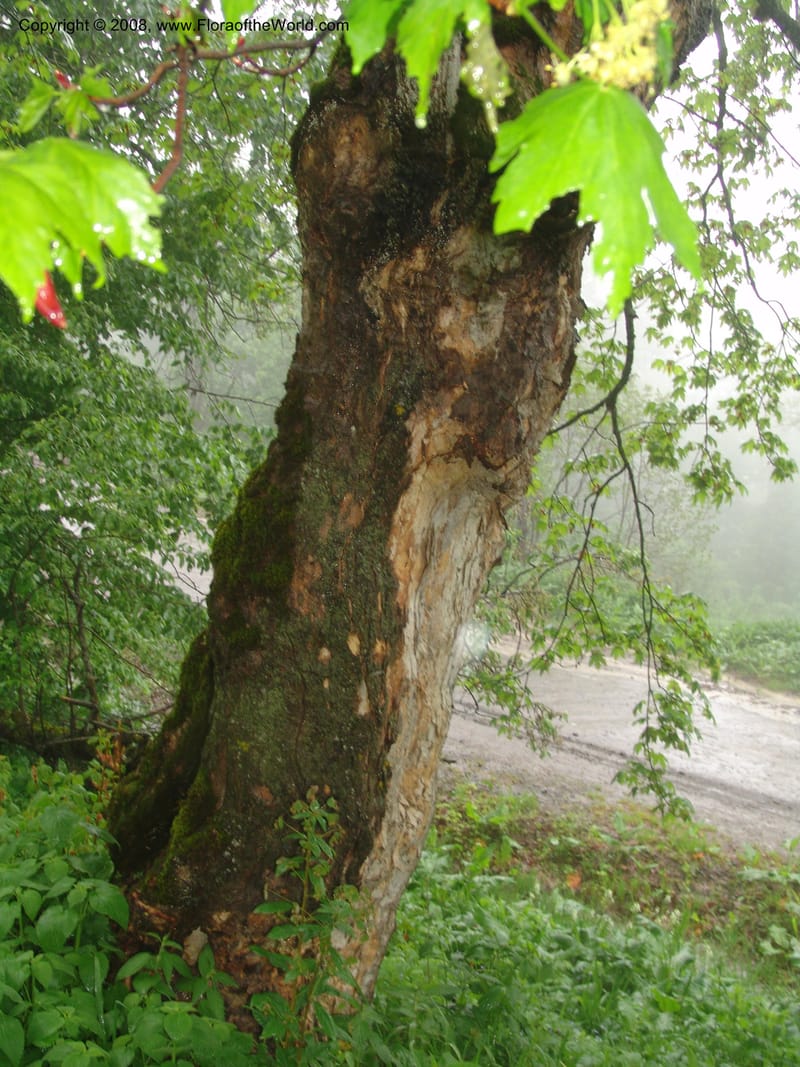 Acer trautevetterii--Georgia. 2 km S of Bakuriani, rd to Khrats'koros. 6 Jun 05. 097.jpg