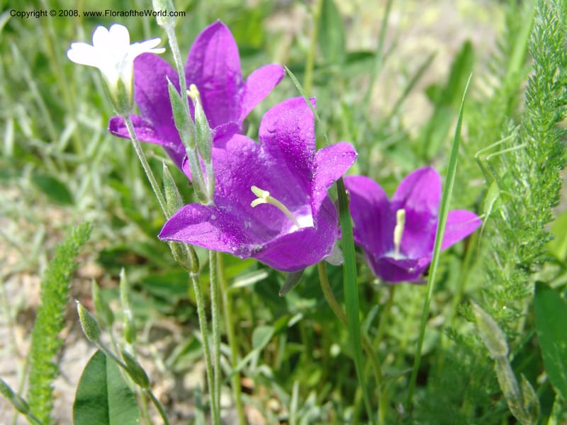 Campanula auscheri--Georgia. Bakuriani Botanical Garden. 7 Jun 05. 158.jpg