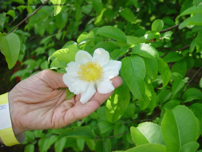 Oncoba spinosa--FL. Fairchild Tropical Gard. 6 Apr 03. 433.jpg