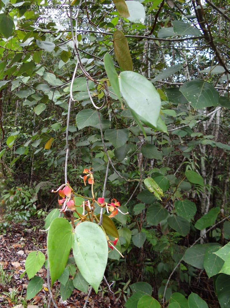 Bauhinia kockiana, SAN.153247--Malaysia, Sabah. Tawai For. Res. 9 Apr 2012. DSC07890 (14).JPG