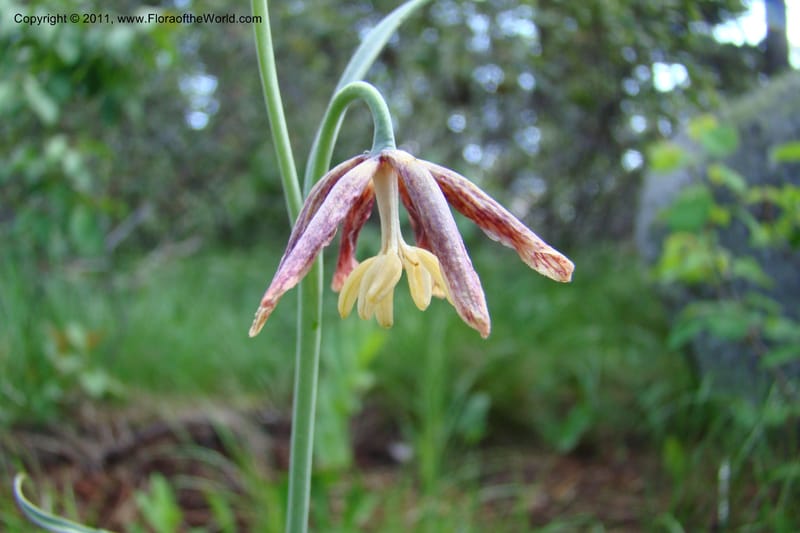 Fritillaria atropurpurea, C. Davidson 11437--Idaho. Valley Co. Payette Lake. Sylvan Beach. 7 June 2009. 025.jpg