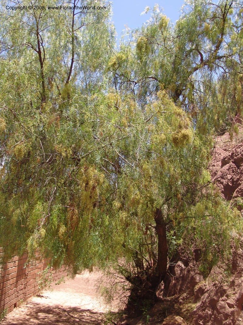 Schinus molle--Bolivia. La Paz. Send. Aguila. 4 Dec 04. 109.jpg