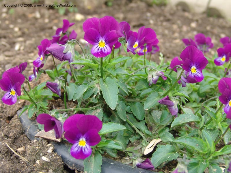 Viola tricolor--France. Paris. Jardin des Plantes. 28 Apr 05. 041.jpg