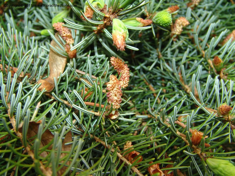 Picea omorika--France. Paris. Jardin des Plantes. 28 Apr 05. 119.jpg