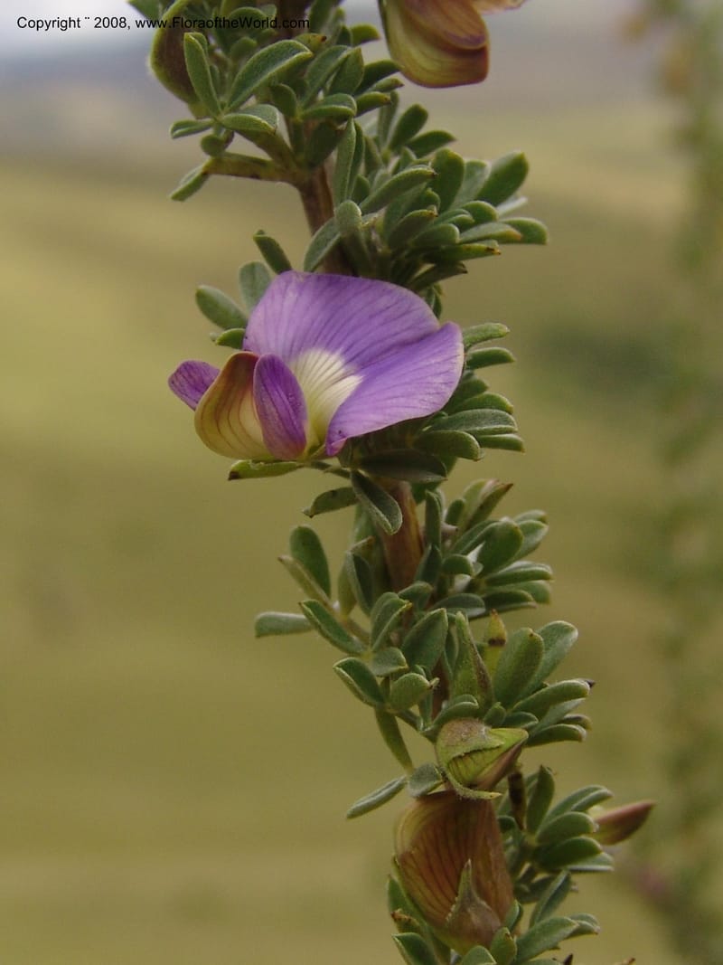 Lotononis stricta--So.Africa. E. Cape. Waringham Farm, Quanti Area, Stut. 8 Mch 05. 337.jpg