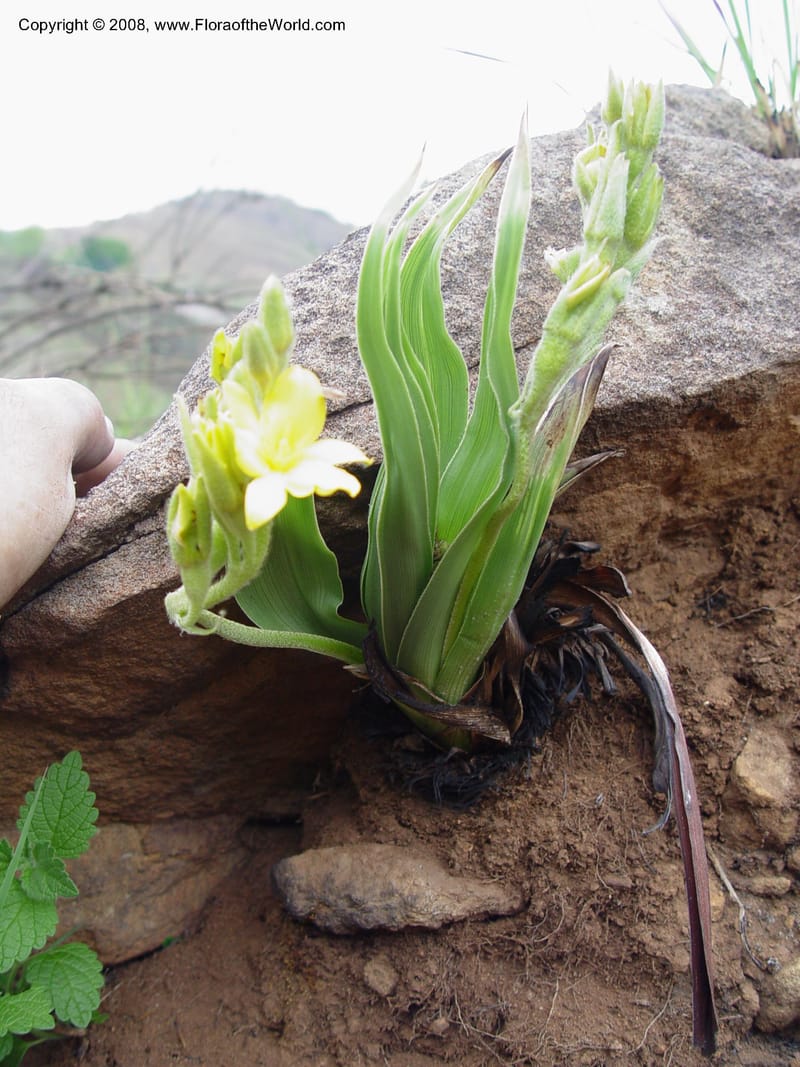 Hypoxis costata--So. Africa. Drakensberg Mts. Giant's Castle. 4 Oct 03. 026.jpg