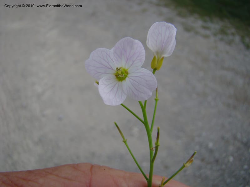 Rorippa, C. Davidson 11200--Slovenia, Notranjska Region, Meadow near Planina at Unica River, 16 May 2008018 (17).jpg