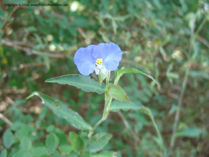 Tradescantia--TX. Johnson Wildflower Center. 13 Jun 04. 009.jpg