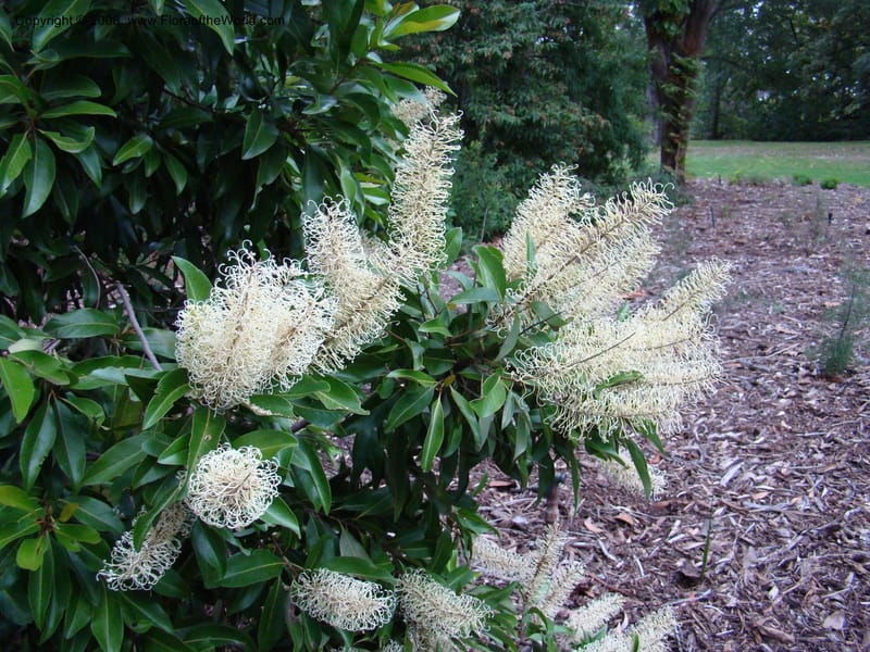 Buckinghamia celsissima--Australia. Royal Botanic Garden, Melbourne. 19-20 Mch 08. 405.jpg