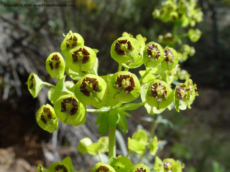 Euphorbia characias--Spain. Granada Prov. Jct. Albondon-Albunol on C333. 15 Apr 04. 001.jpg
