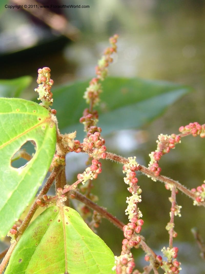 Alchornea glandulosa, A Araujo M 3151--Bolivia.  Pq. Nal. Madidi. Laguna Chalalan. 26 Sep 06. 182 (14).jpg