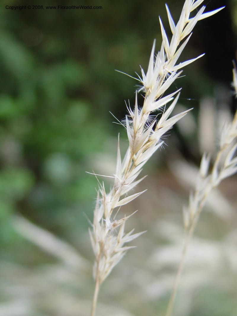 Danthonia intermedia, 97.0366--CA. UC Berkeley Bot. Gard. 19 Sep 03. 002.jpg