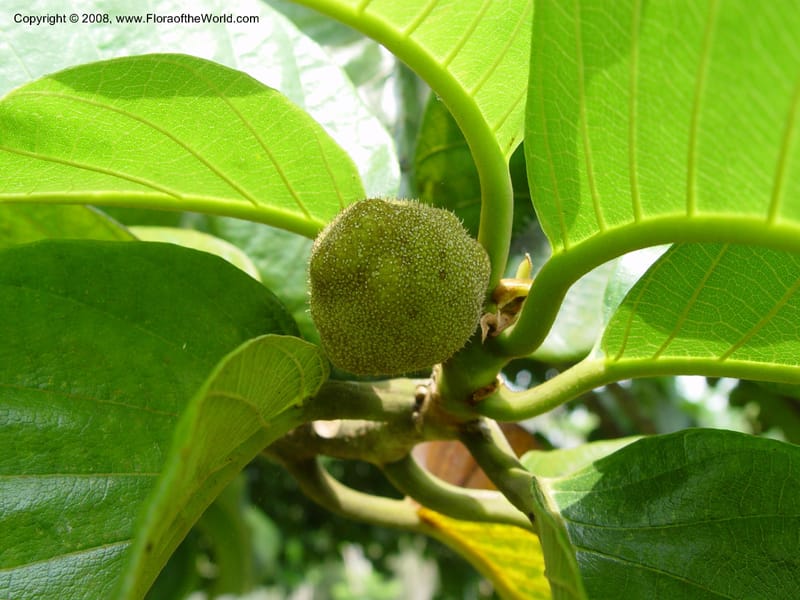 Artocarpus falcata--Cameroon. Limbe Botanic Garden. 4 Dec 03. 154.jpg