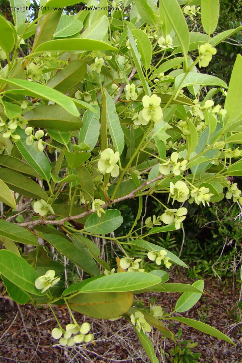 Homalium involucratum, Razafindraibe 190--Madagascar. Prov. Fianarantsoa. RN 12. 14 Jan 09. 019 (5).jpg