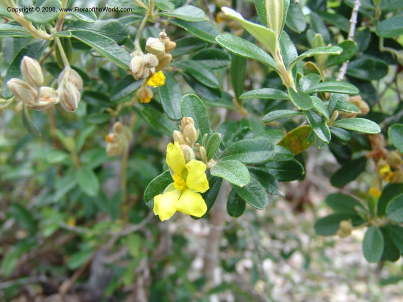 Hibbertia coriacea, not coll.--Madagascar. Prov. Toliar. Mandena Centr. Res Ecol. 19 Jan 06. 098.jpg