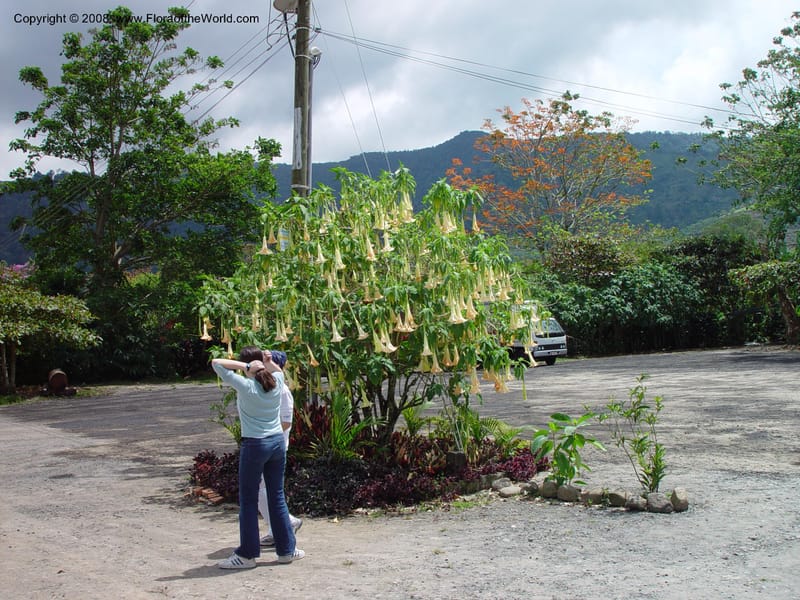 Brugmansia x candida--Costa Rica. Orosi Valley, La Casona del Cafetal Restaurant.  27 Feb 02. 001.jpg