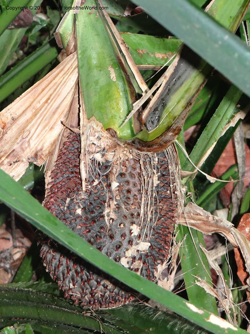 Pandanus acaulescens, Callmander 1040--Thailand. Chiang Mai Prov. Doi Suthep Pui Nat. Park. 7 Nov 2012. DSC07362 (342).JPG