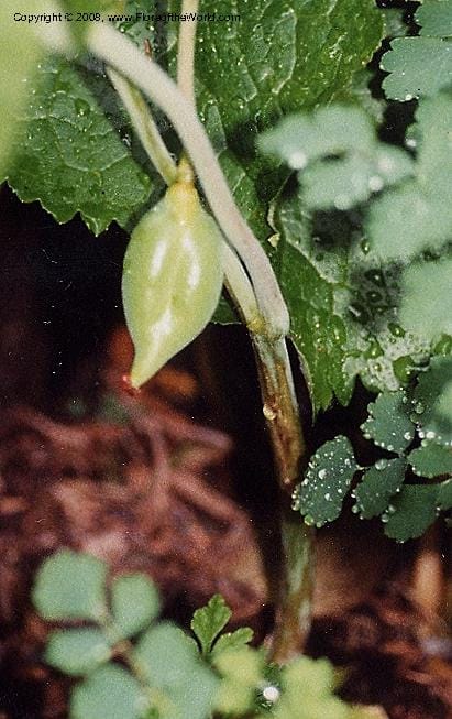 Podophyllum hexandrum--Canada. British Columbia. UBC Bot. Garden. 2 Jul 99. 003B.jpg