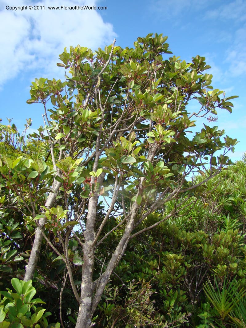 Geissois montana,  Munzinger, J 4773--New Caledonia, Prov N, Col d'Amoss,  14 Nov 2007, 051 (29).jpg