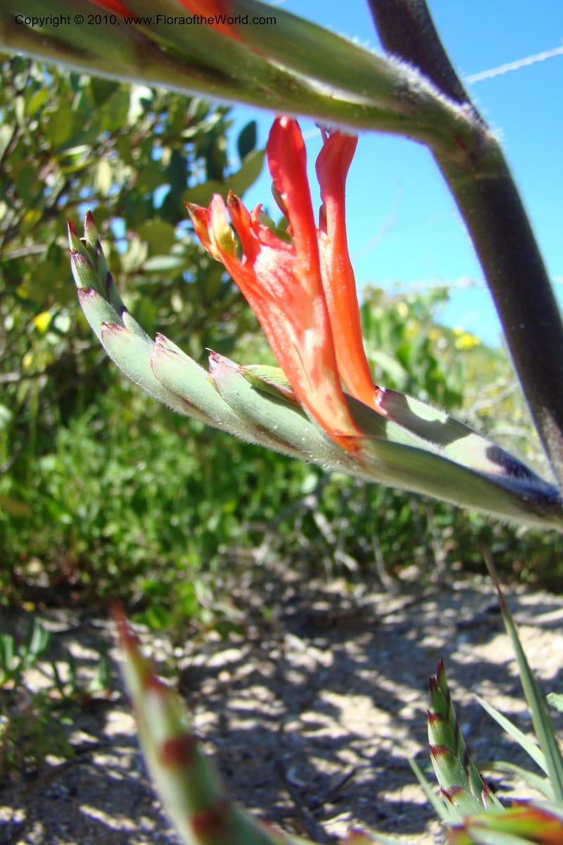 Babiana ringens, C. Davidson 11501--South Africa. Western Cape. R27, 5 km N of Velddrif. 24 Aug 09. 080 (9).jpg