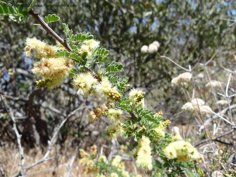 Acacia greggii, Davidson, C 11931--AZ. Yavapai Co. Crown King Rd. 7 May 2012.  (16).JPG