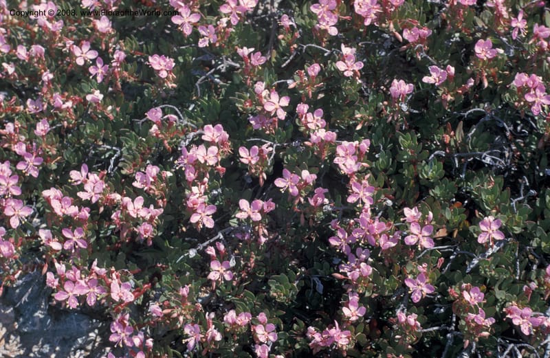 Gongylocarpus fruticulosus--MX. Baja Calif. Magdalena Isl. Feb 73. 002.jpg