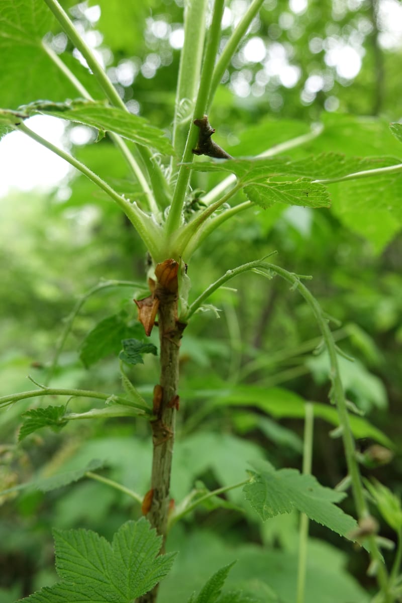 Ribes japonicum--Japan. Niigata. Sasagamine. Yu Memidaira. Forest Therapy Trail. 28 May 2016. DSC04970 (157).JPG