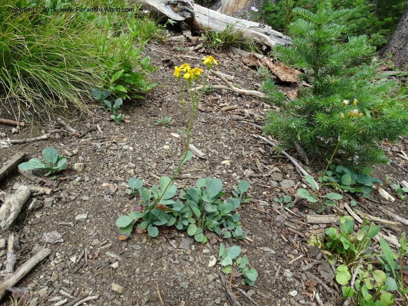 Senecio cymbalarioides, Davidson, C 12633--ID. Idaho Co. Seven Devils Campground. 11 Aug 2014. DSC00412 (91).JPG