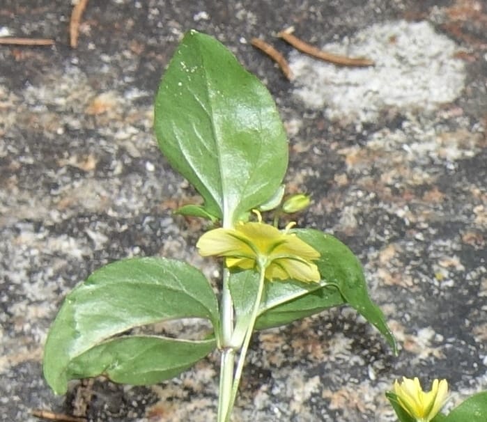 Lysimachia nemorum, Davidson, C 13258--Switzerland. Oberwald. Chapel St. Nikolas. 2 Jul 2016. DSC07728 (541).JPG