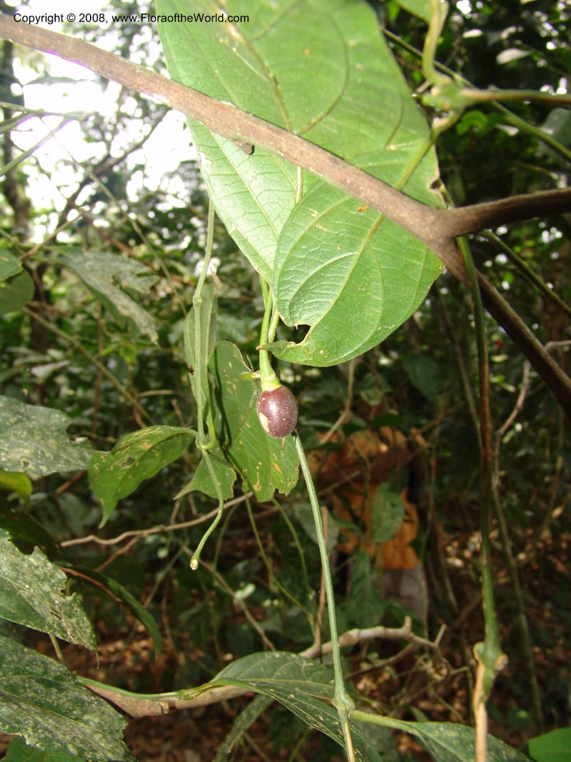 Mendoncia aspera, AAraujoM3015--Bolivia.  Pq. Nal. Madidi. Rio Tuichi. Aguapolo. 21 Sep 06. 052.jpg
