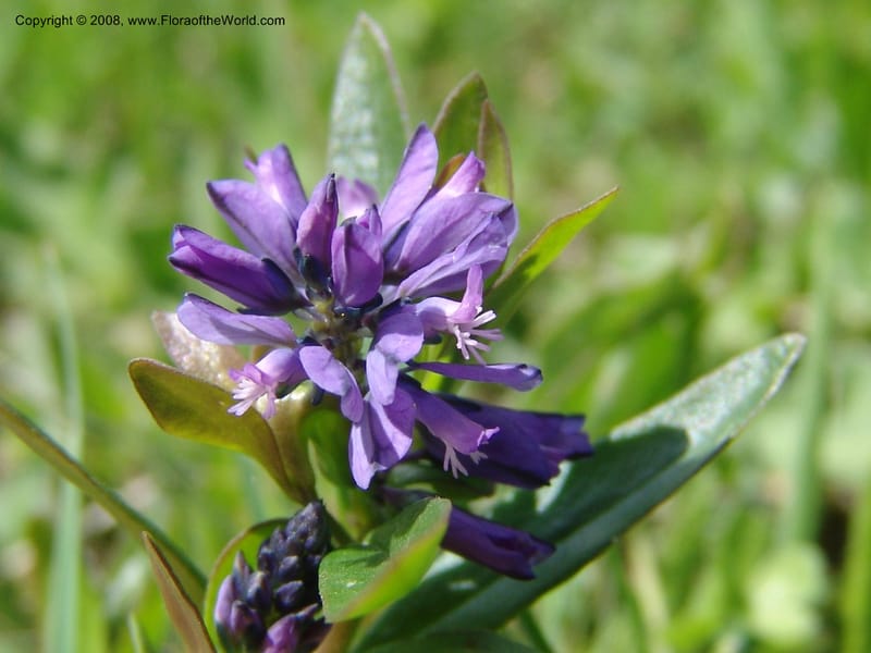 Polygala alpicola--Georgia. Kazbeki . Trail-road to Sameba Church. 2 Jun 05. 021.jpg