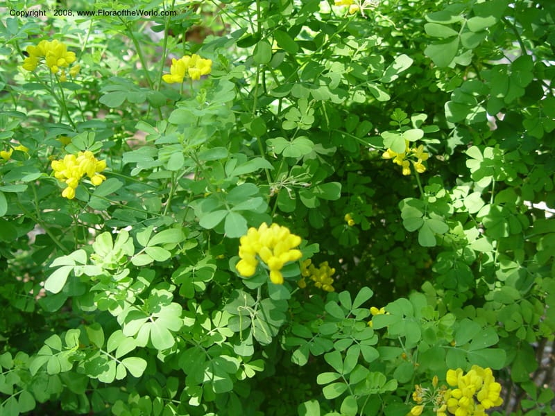 Coronilla valentina ssp. glauca--Spain. Blanes. Marimurtra Bot. Garden. 24 Apr 04. 045.jpg
