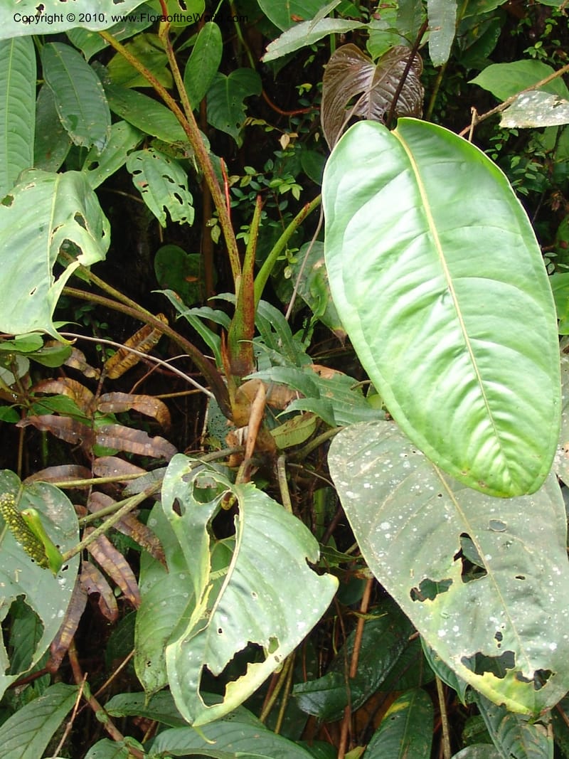 Anthurium incomptum, Croat 96349--Ecuador. Prov. Pichincha. Pacto-Pto. Quito Rd.. 25 Mar 06. 028 (10).jpg