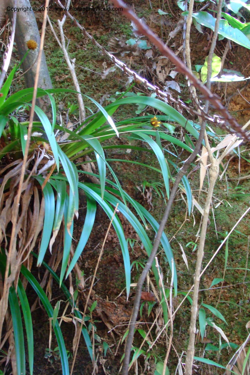 Xyris, Regalado 1745--Viet Nam. Thua Thien Hue Prov. Phu Loc Distr. Bach Ma. 13 Apr 09. 285.jpg