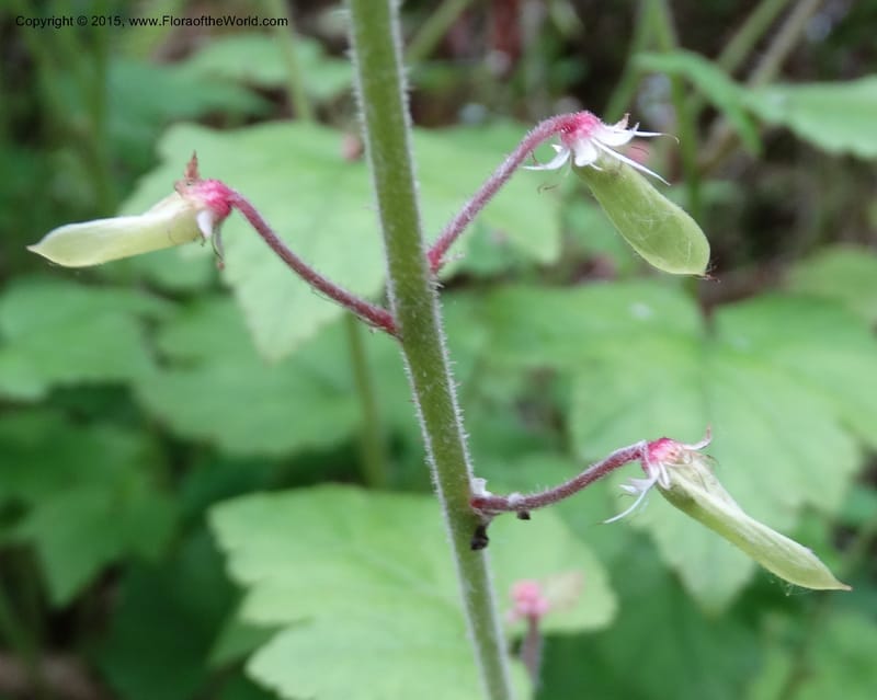 Saxifraga mengtzeana, Boufford, D 43703--China. Sichuan. DongLa Ecoreserve. 13 May 2014. DSC06300 (71).JPG