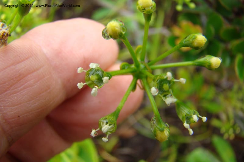 Myodocarpus, P. Lowry 7188--New Caledonia. Plaine des Lacs. NW of Grand Lac. 21 Jan 2010. 293 (168).jpg