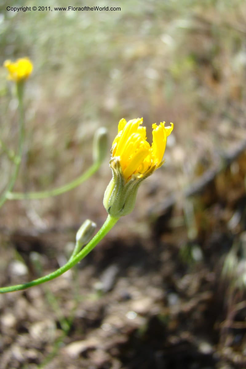 Crepis atrabarbata, C. Davidson 11389--IIdaho. Idaho Co. Salmon River. Shepp Ranch. 28 May 2009. 178.jpg