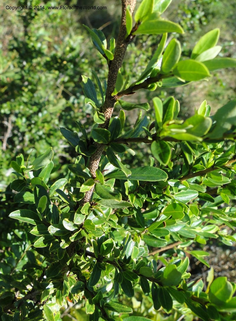 Erythroxylum cuneifolium, Stevens, W.D. 31055, Cerro Cora, 15 Mar 2011 1262 (3).JPG