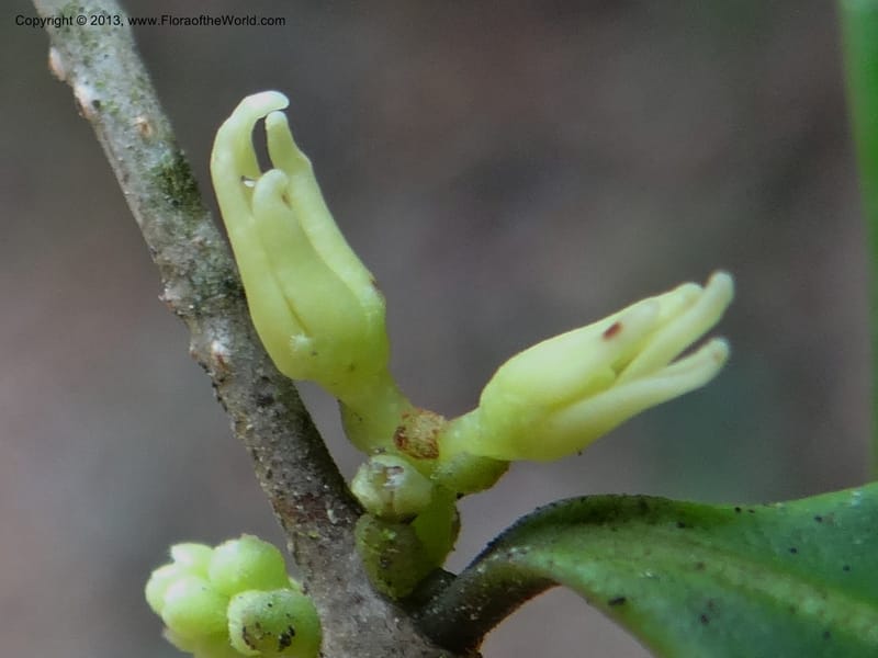 Chionanthus axillaris, Gray, B 9651--Australia. Queensland. Mt. Edith Rd. Tinaroo Hills. 14 Nov 2013. DSC08637 (129).JPG