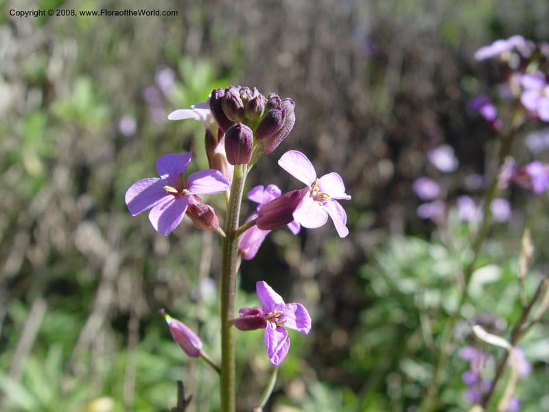 Erysimum scoparium, 85.984--CA. UC Berkeley Bot. Gard. 9 Feb 04. 061.jpg