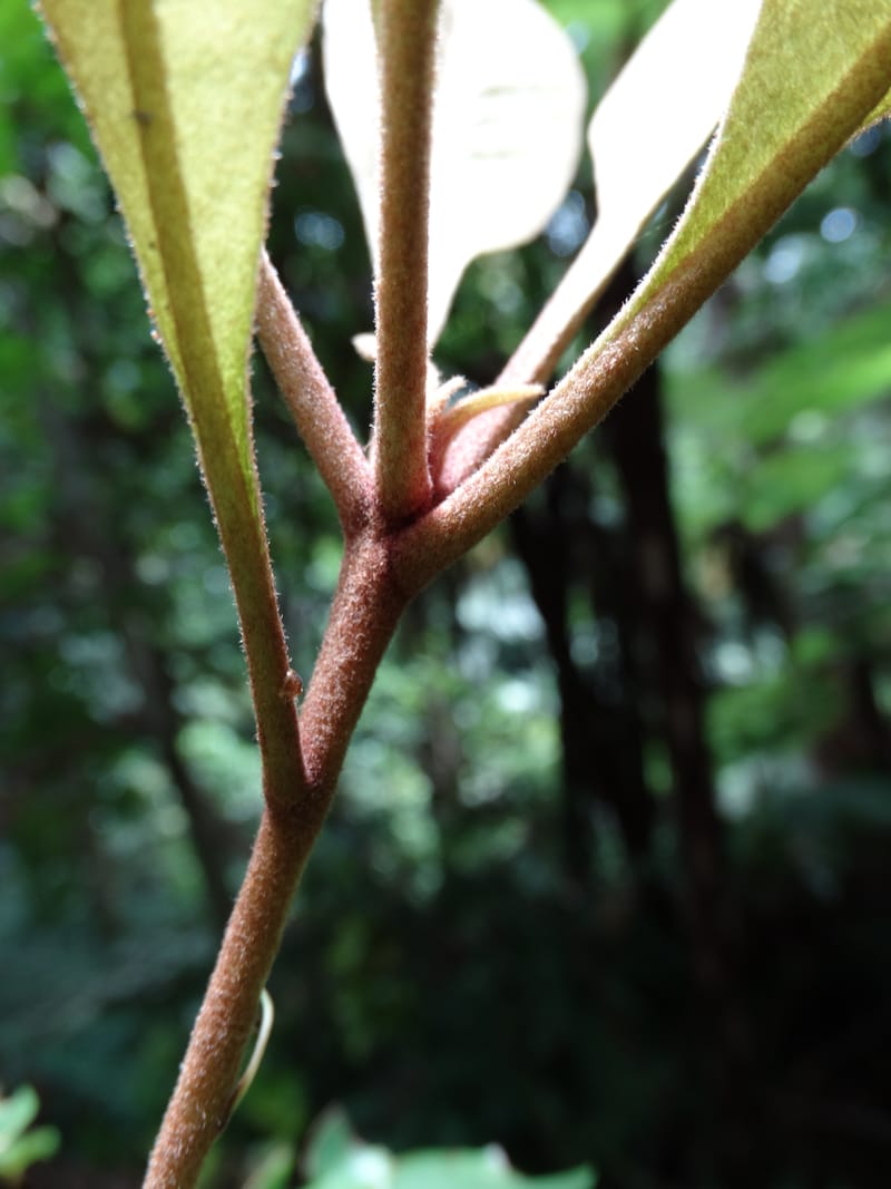 Pittosporum, Bruy, D 117--New Caledonia. Haute Robinson. 11 Nov. 2015. DSC00909 (174).JPG