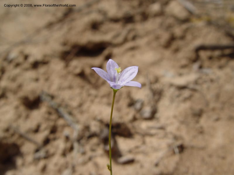 Wahlenbergia--So. Africa. KwaZuluNatal. Lake Sibaya Lodge. 1 Oct. 03. 183.jpg