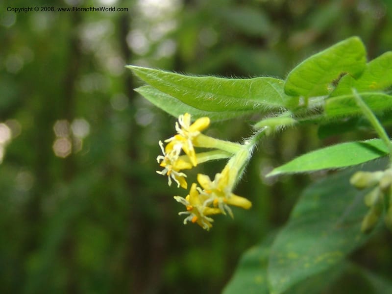 Englerodaphne pilosa--So.Africa. Mpumal. Buffelskloof Private Nat. Res. 17 Mch 05. 286.jpg