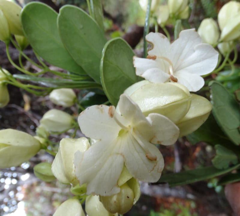 Oxera crassifolia, Munzinger, J 7429--New Caledonia. Mont Humboldt. 14 Nov 2015. DSC02401 (261).JPG