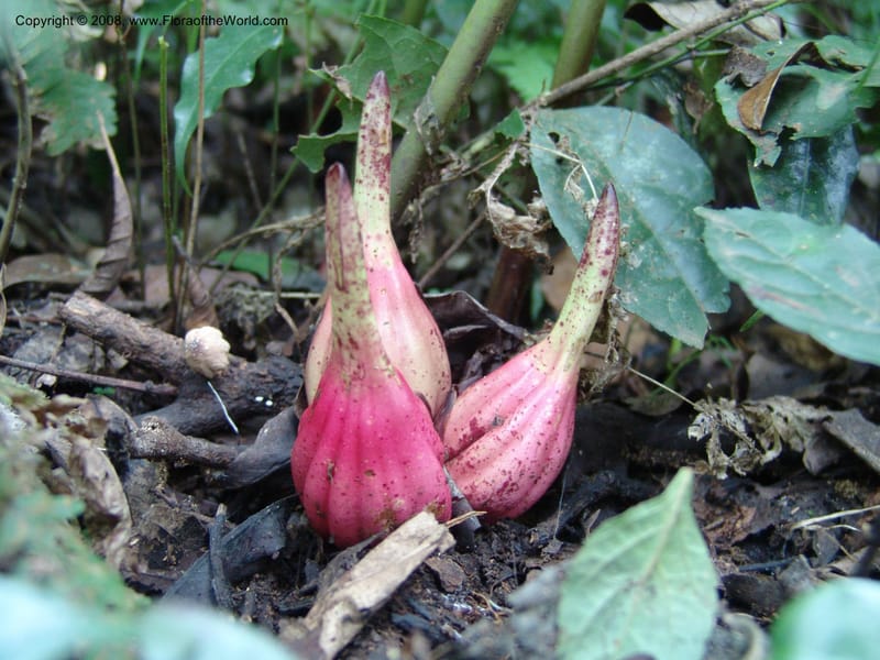 Aframomum--Kenya. Kakamega Forest. 8 Jul 04. 177.jpg