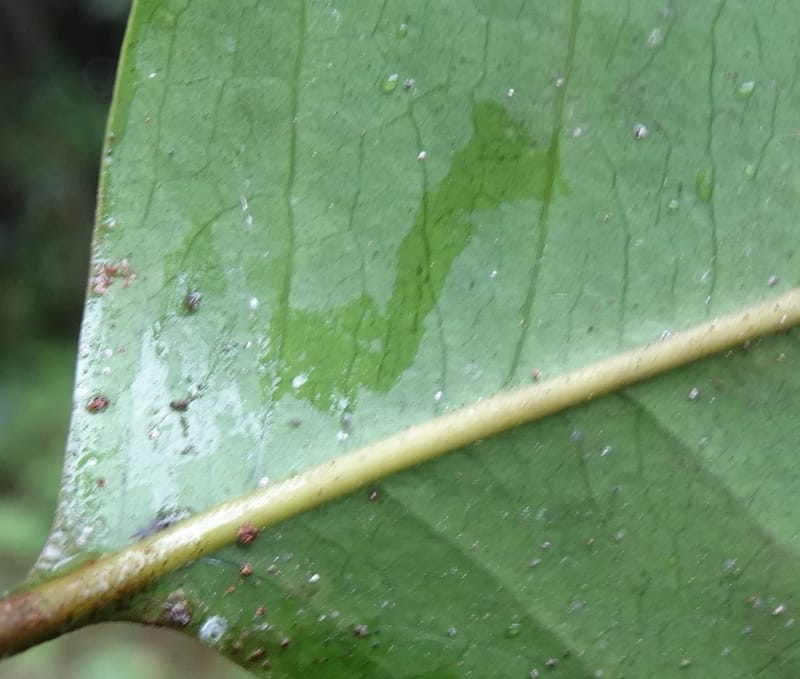 Lepidocupaniopsis concolor, Munzinger, J 7390--Fiji. Across the road from Waisali RF. 8 Nov 2015. DSC00330 (276).JPG