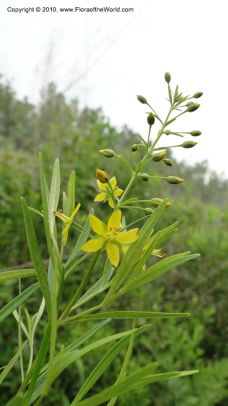 Lysimachia loomisii, Mori 27420--North Carolina. Jones Co. Catfish Lake Rd. Mile 4.9. 23 May 2010. 041 (18).jpg