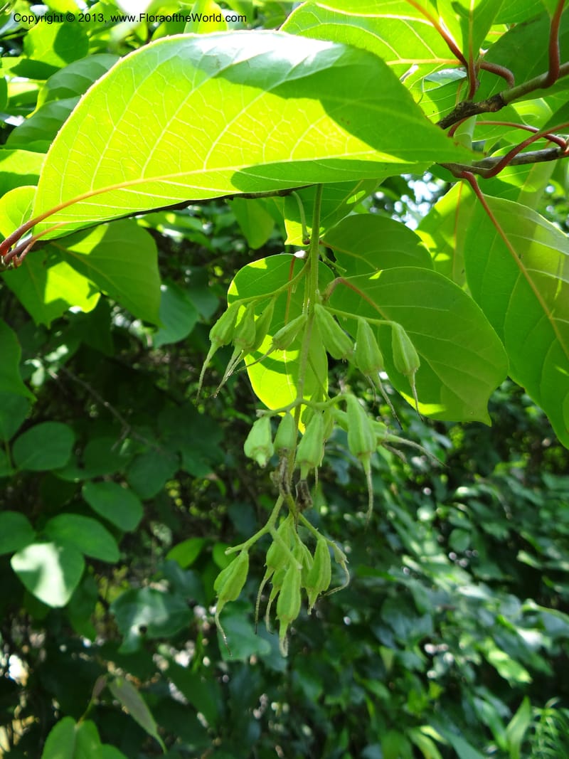 Pterostyrax corymbosus, Li Pan 1205274--China. Zhejiang Prov. Shunxi Village. 28 May 2012. DSC00347 (171).JPG