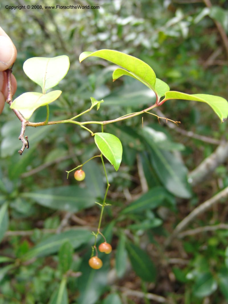 Rhus acocksii--So.Africa. E. Cape. Umtamvuna Nat. Res. 11 Mch 05. 418.jpg